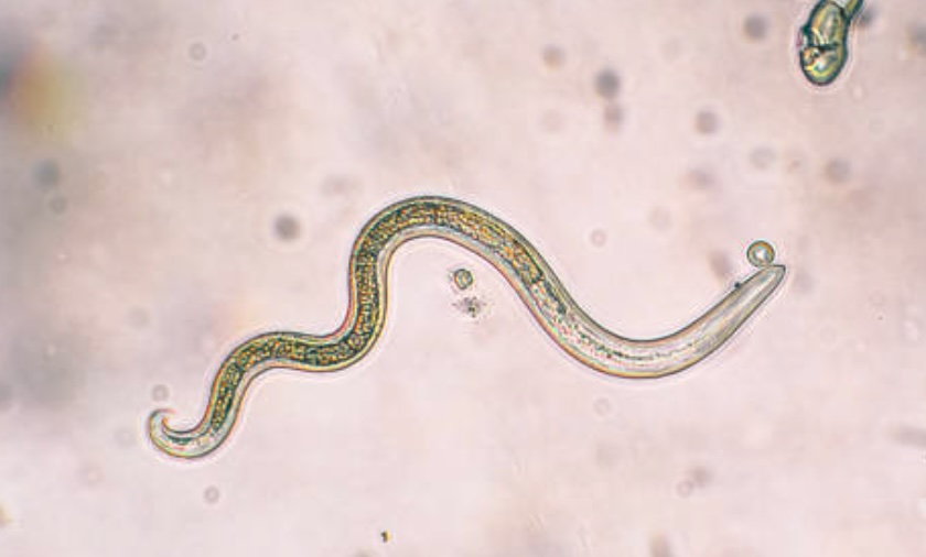 Parasite